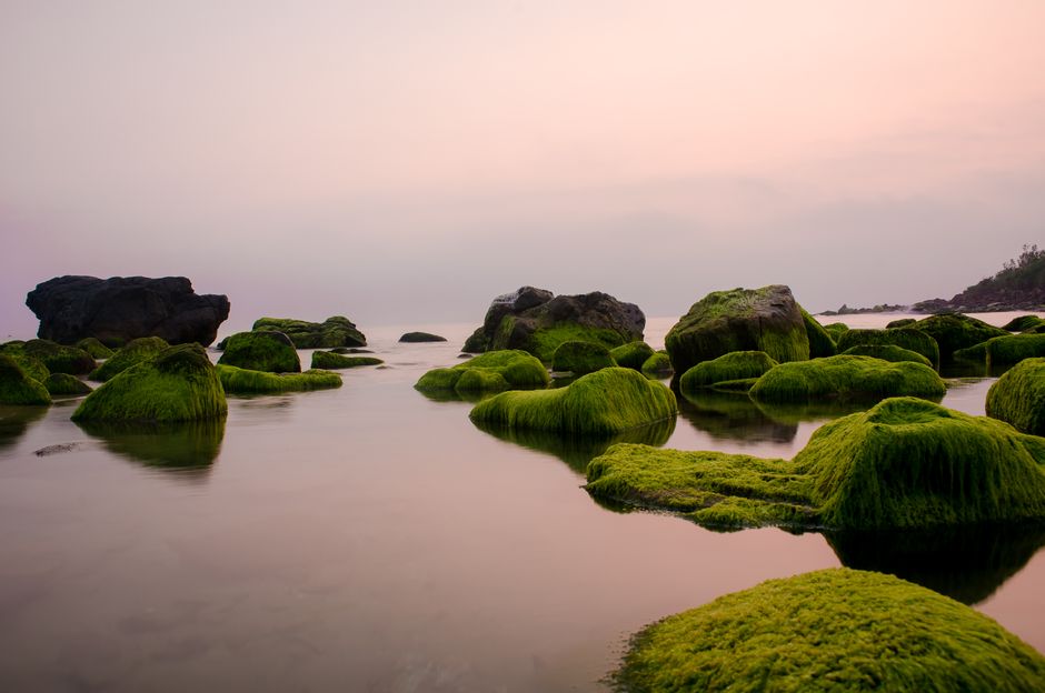 Tranquil seascape with mossy rocks in calm waters under a pink sunset sky.